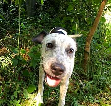 Photo of Speckles