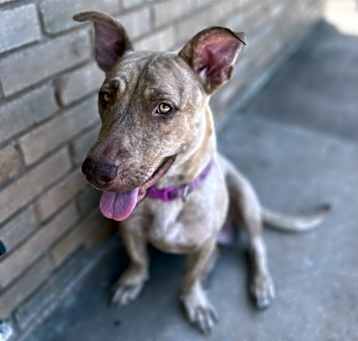 Photo of Nala