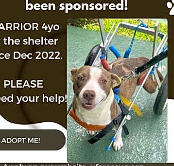 Photo of Warrior