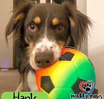 Photo of Hank (Courtesy Post)