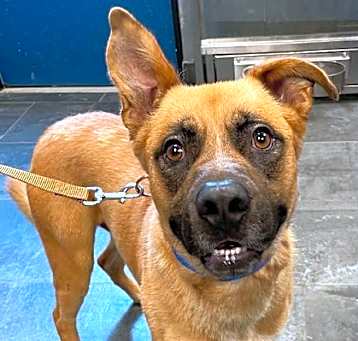 Photo of Scrappy