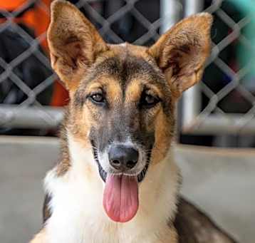 Photo of Auretta