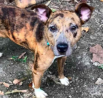 Photo of Ginger