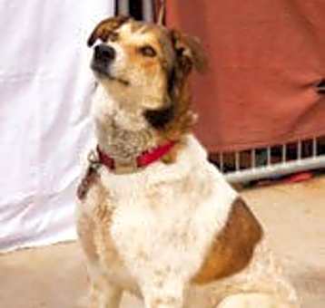 Photo of Django