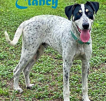 Photo of Clancy