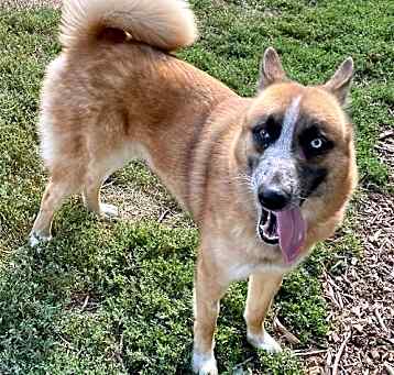 Photo of Lucky (Sponsored Fee)