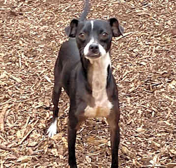 Photo of Gunner