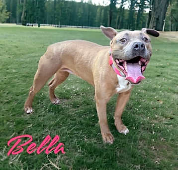 Photo of Bella