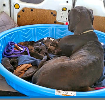 Photo of Rescue needs Help