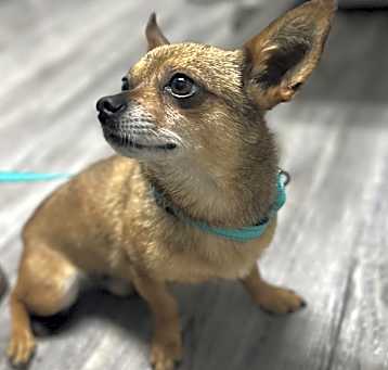 Photo of Chex