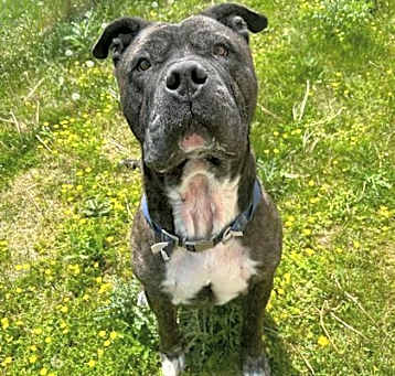 Photo of Sergeant