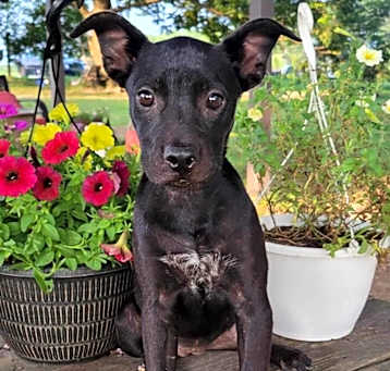 Photo of Poppy