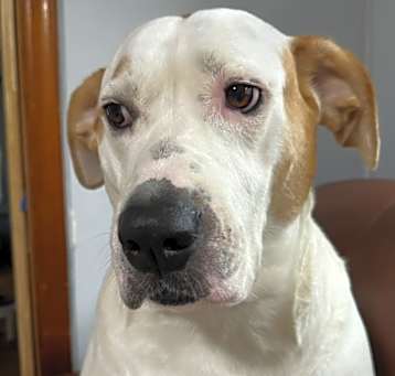 Photo of Luna