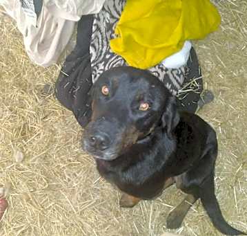 Photo of jack