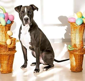 Photo of Champ