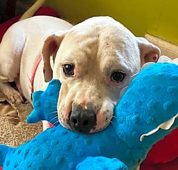 Photo of Champ