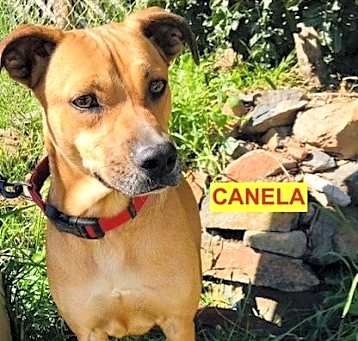 Photo of Canela