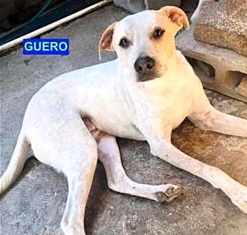 Photo of Guero