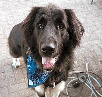 Photo of Bear