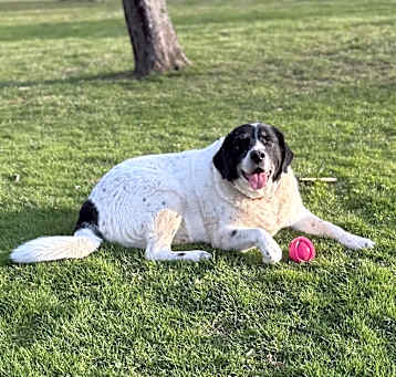 Photo of Luna
