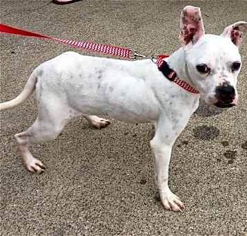 Photo of Marlee (Permanent Foster)