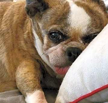 Photo of Henrietta (Permanent Foster)