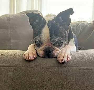 Photo of Winnie (Hospice Foster)