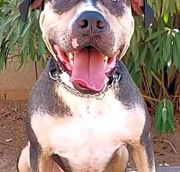 Photo of Bennington (Benny)