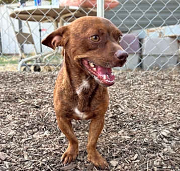 Photo of Scamp