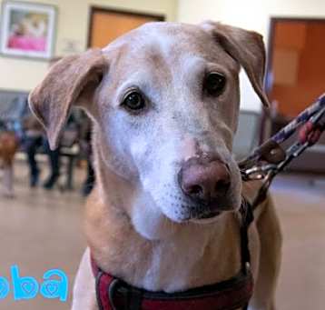 Photo of Bubba Wags