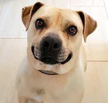 Photo of BUBBA