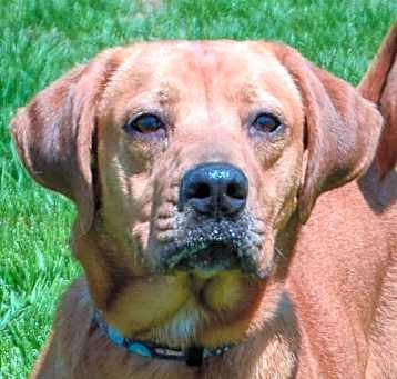 Photo of Buffy