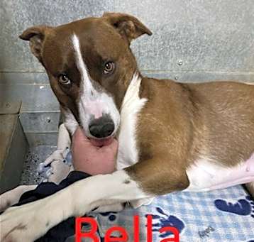 Photo of Bella