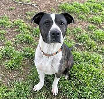 Photo of Buddy