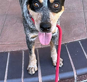 Photo of Bandit