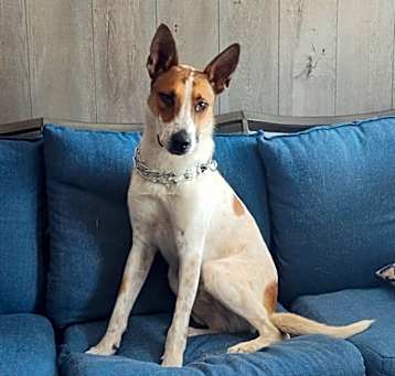 Photo of Rascal