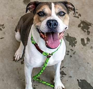Photo of Shakey