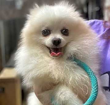 Photo of Archie