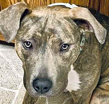 Photo of Lovely Lucy - *SUPER URGT* NEEDS IMMED FOSTER HOME