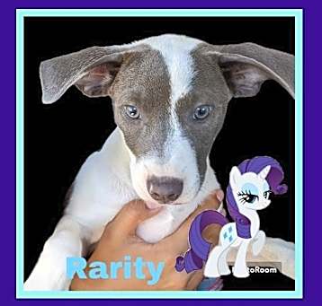 Photo of Rarity
