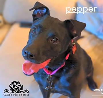 Photo of Pepper