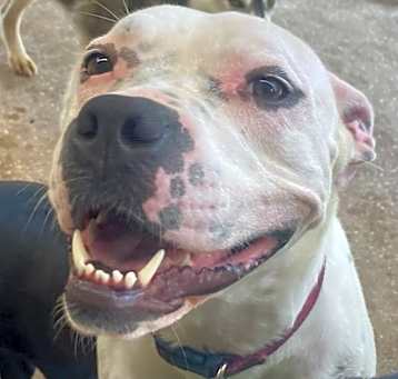 Photo of Daisy