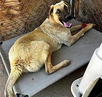 Photo of Corky- ** WONDERFUL PAL!
