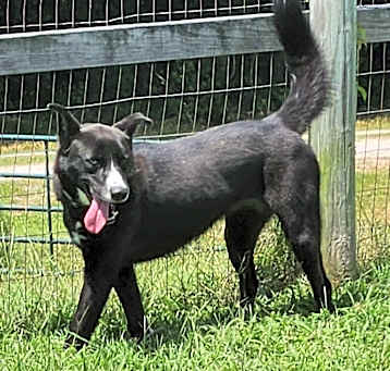 Photo of Scotch