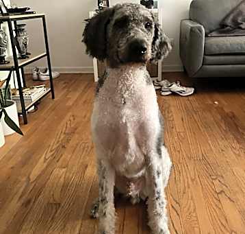 Photo of Scooter