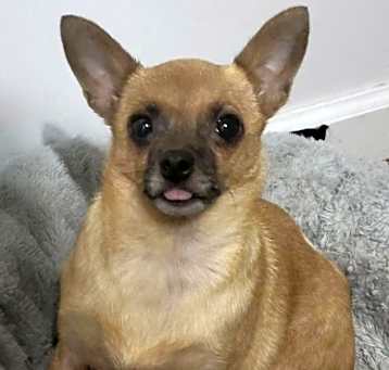 Photo of Pinky