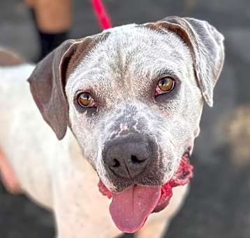 Photo of Charlotte - Foster or Adopt Me!