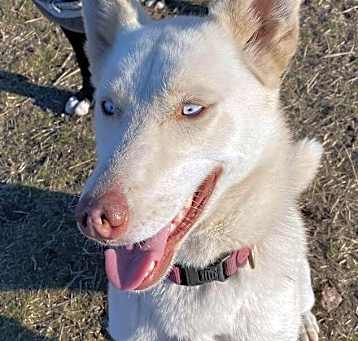 Photo of Nova **READ ENTIRE DESCRIPTION**