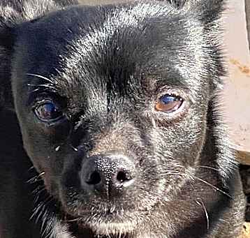 Photo of Ichabod