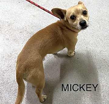 Photo of Mickey